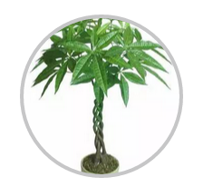 綠植搭配也有講究！